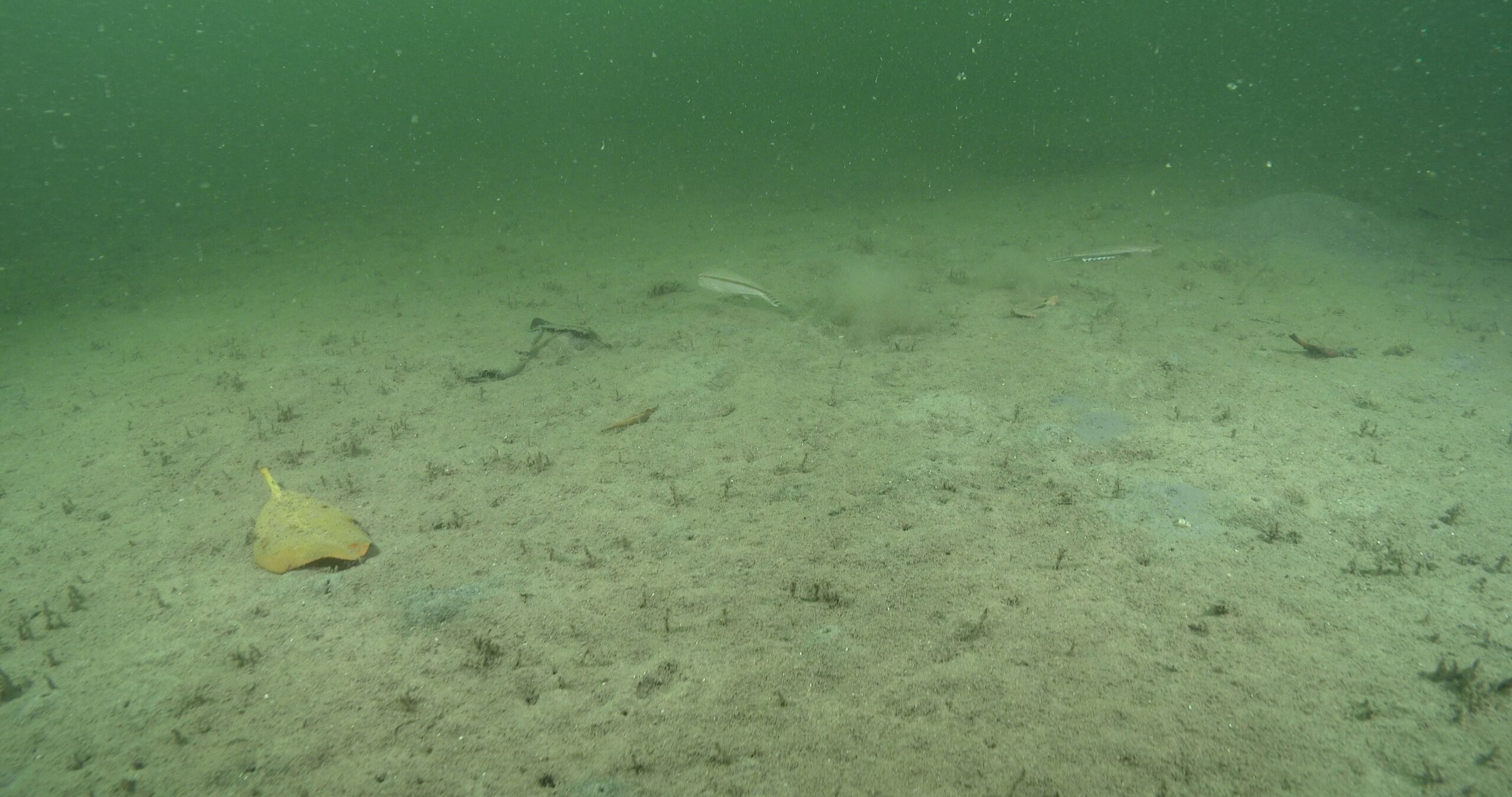 Australian Goatfish fleeing in estuary, Upeneus australiae 4K UltraHD, UP44511
