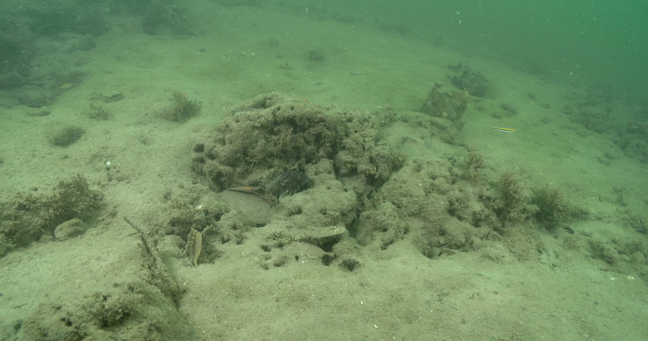 Longfin rockcod behaving nervously in estuary, Epinephelus quoyanus 4K UltraHD, UP44522