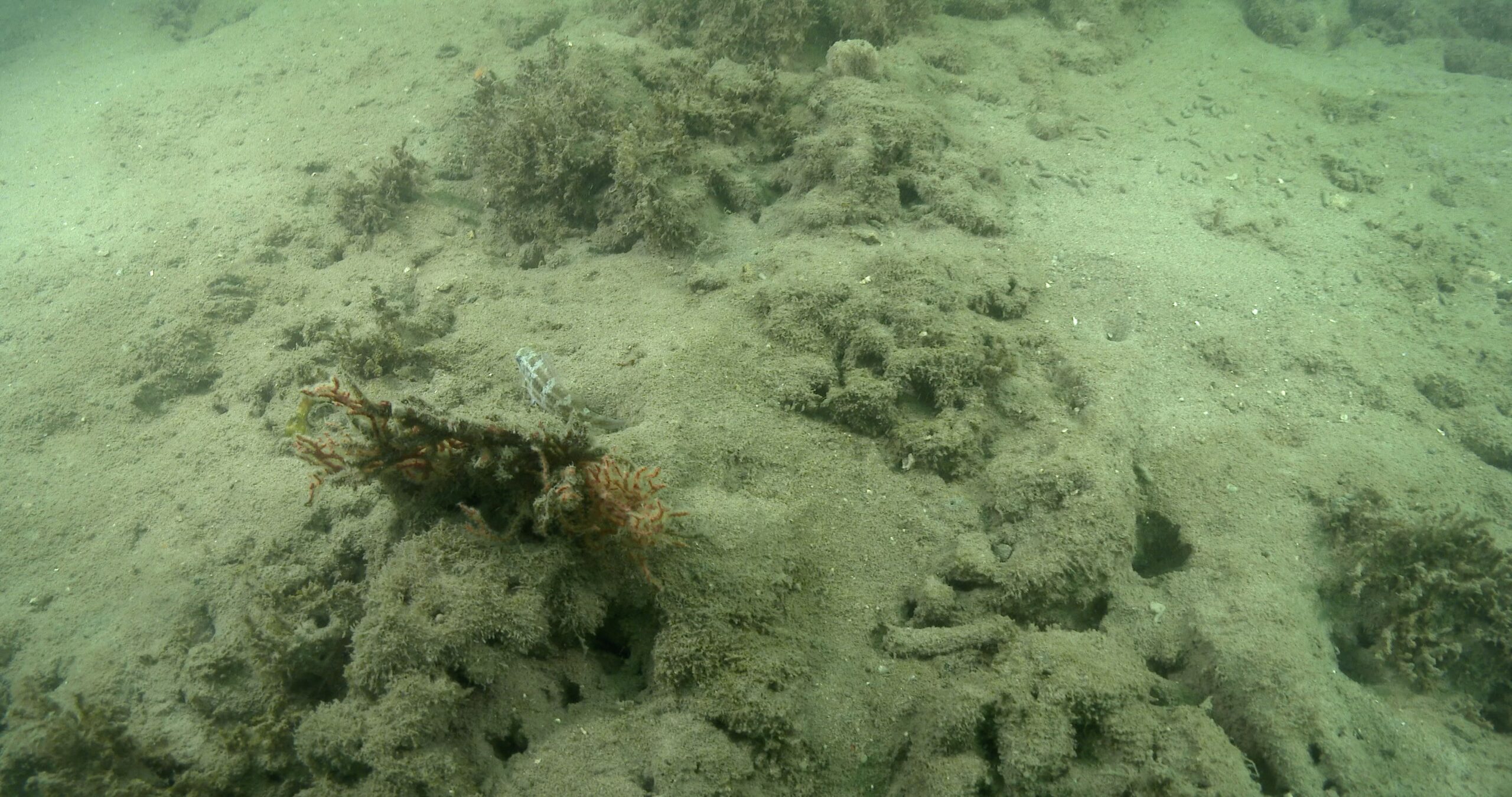 Juvenile Bluebarred parrotfish sleeping in estuary, Scarus ghobban 4K UltraHD, UP44523