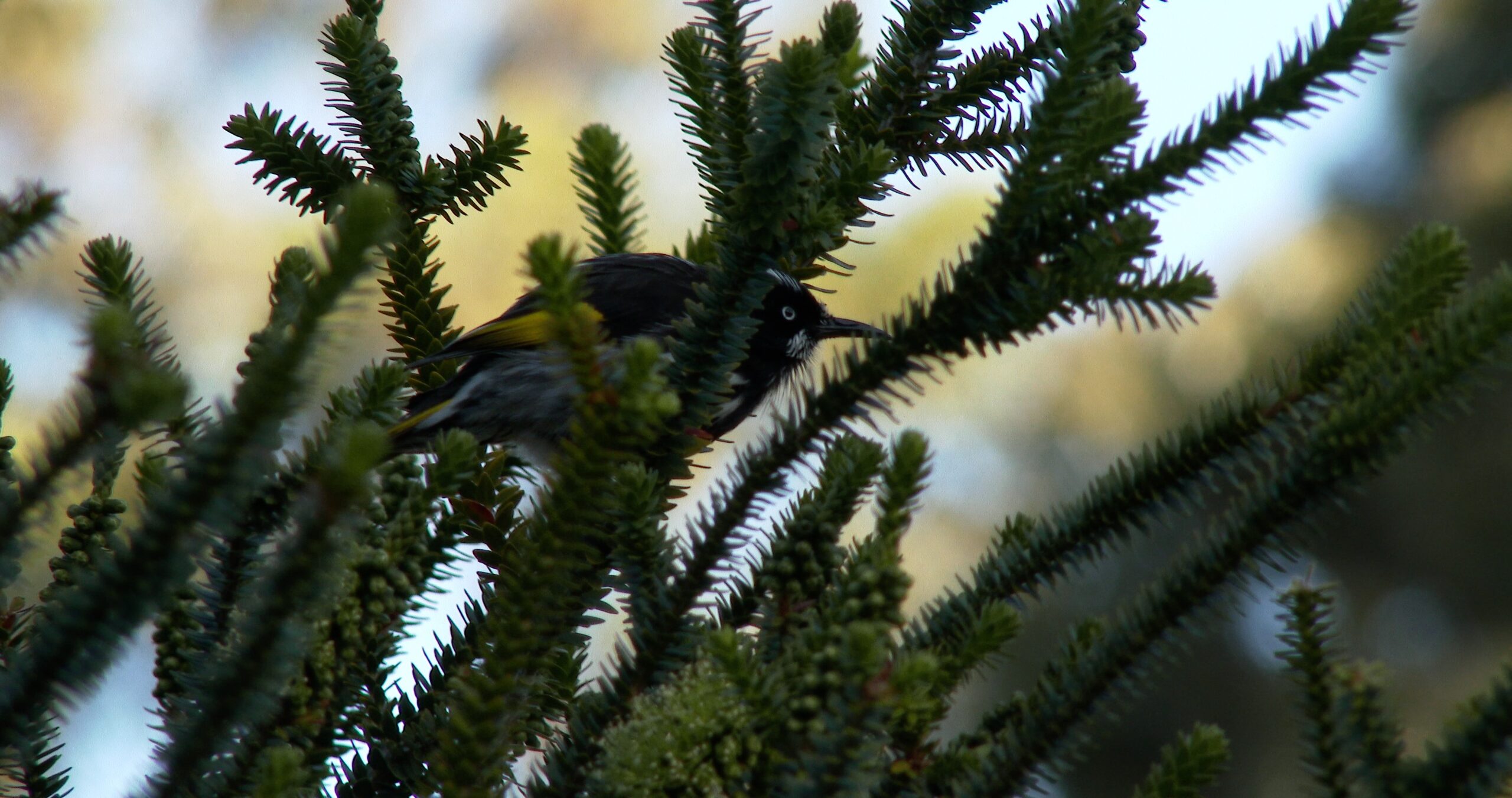 New Holland Honeyeater chirping on islands, Phylidonyris pyrrhopterus 4K UltraHD, UP45000