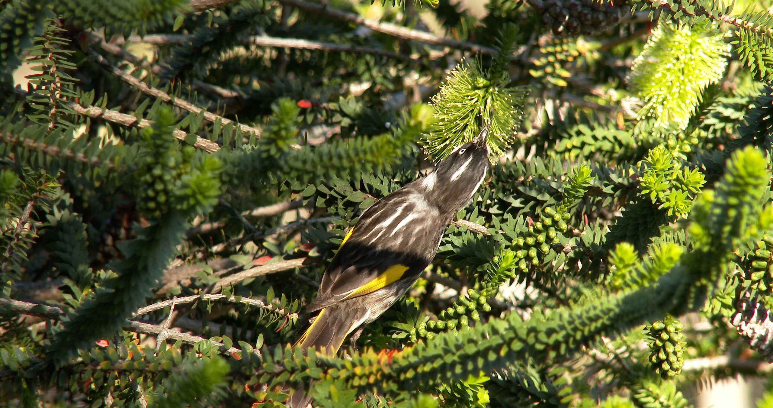 New Holland Honeyeater moving around on islands, Phylidonyris pyrrhopterus 4K UltraHD, UP45001
