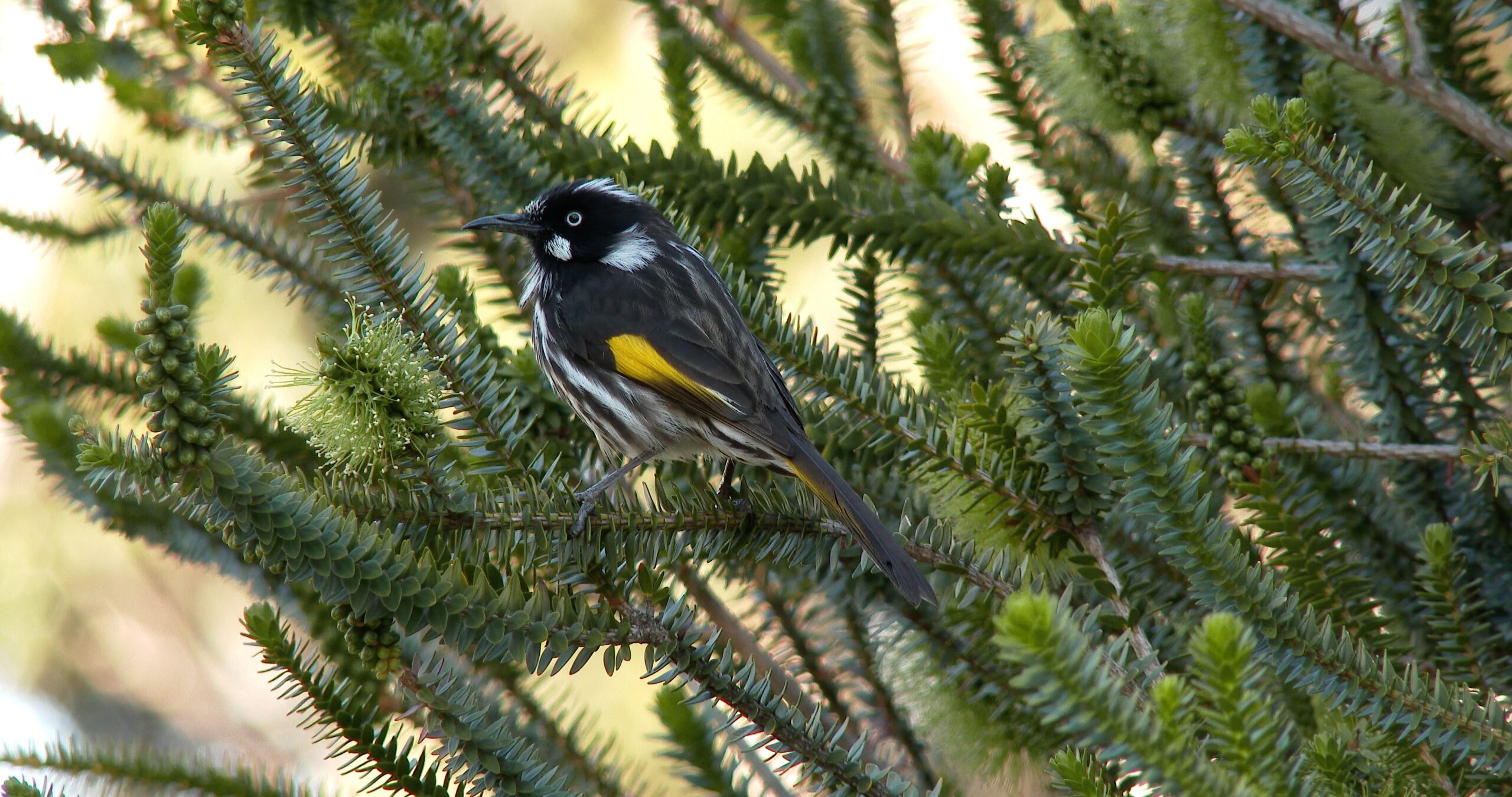 New Holland Honeyeater moving around on islands, Phylidonyris pyrrhopterus 4K UltraHD, UP45002