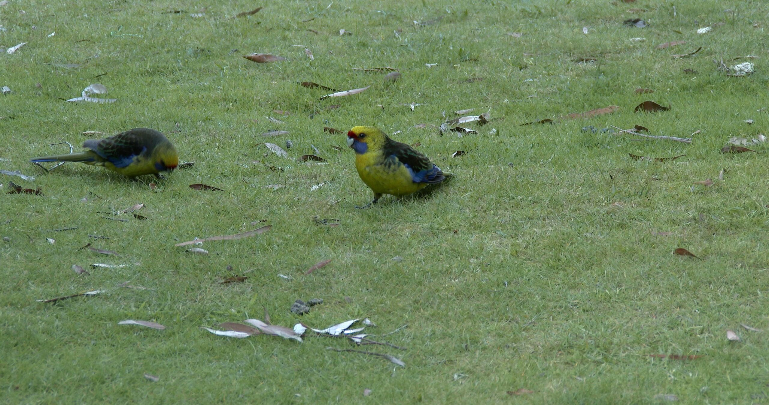 Green Rosella feeding, Platycercus caledonicus 4K UltraHD, UP45010
