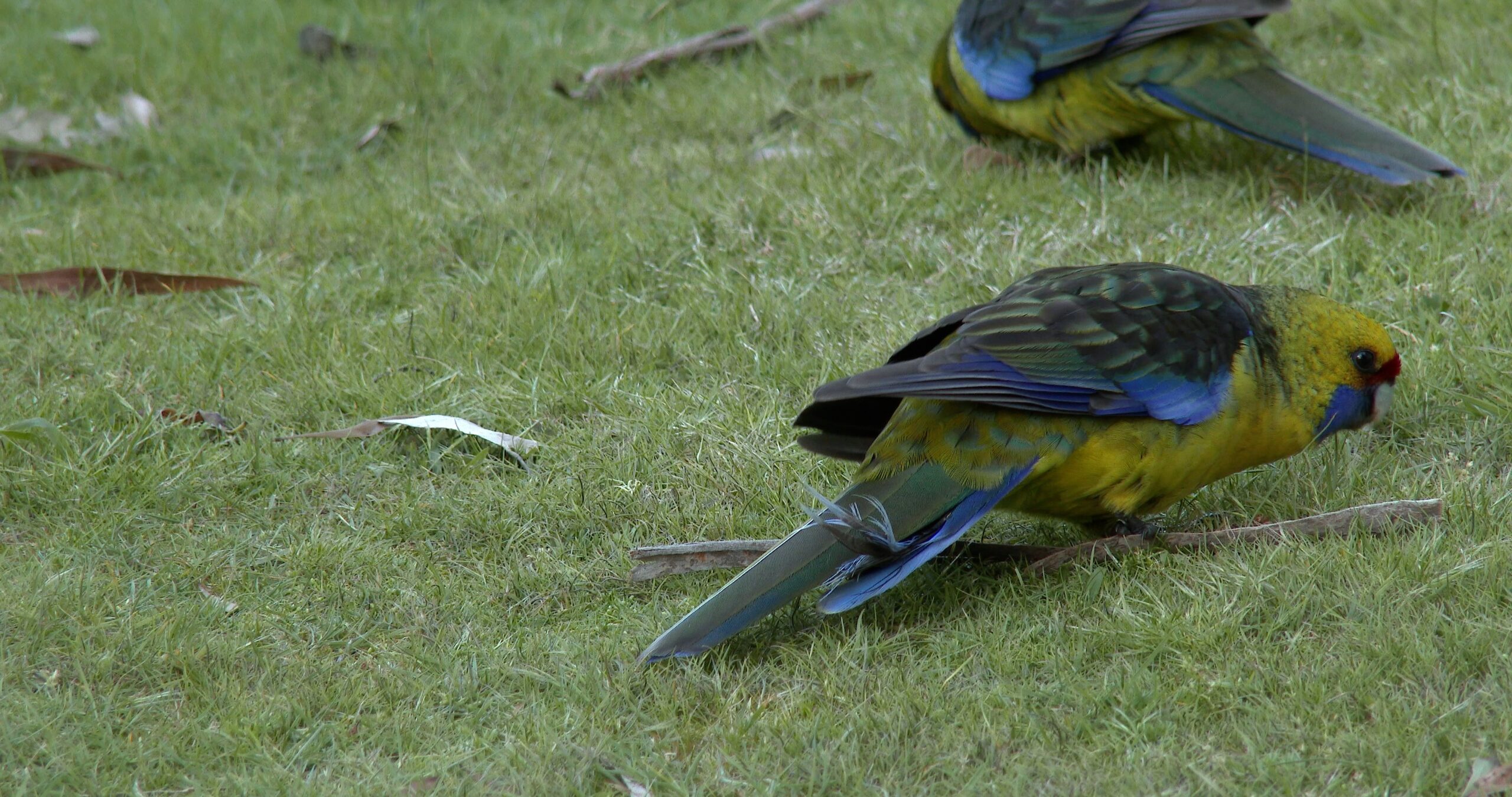 Green Rosella feeding, Platycercus caledonicus 4K UltraHD, UP45011