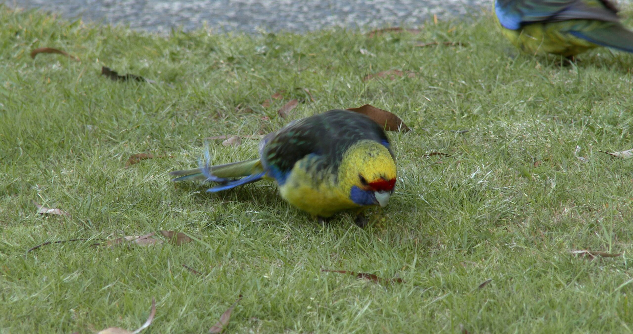 Green Rosella feeding, Platycercus caledonicus 4K UltraHD, UP45012