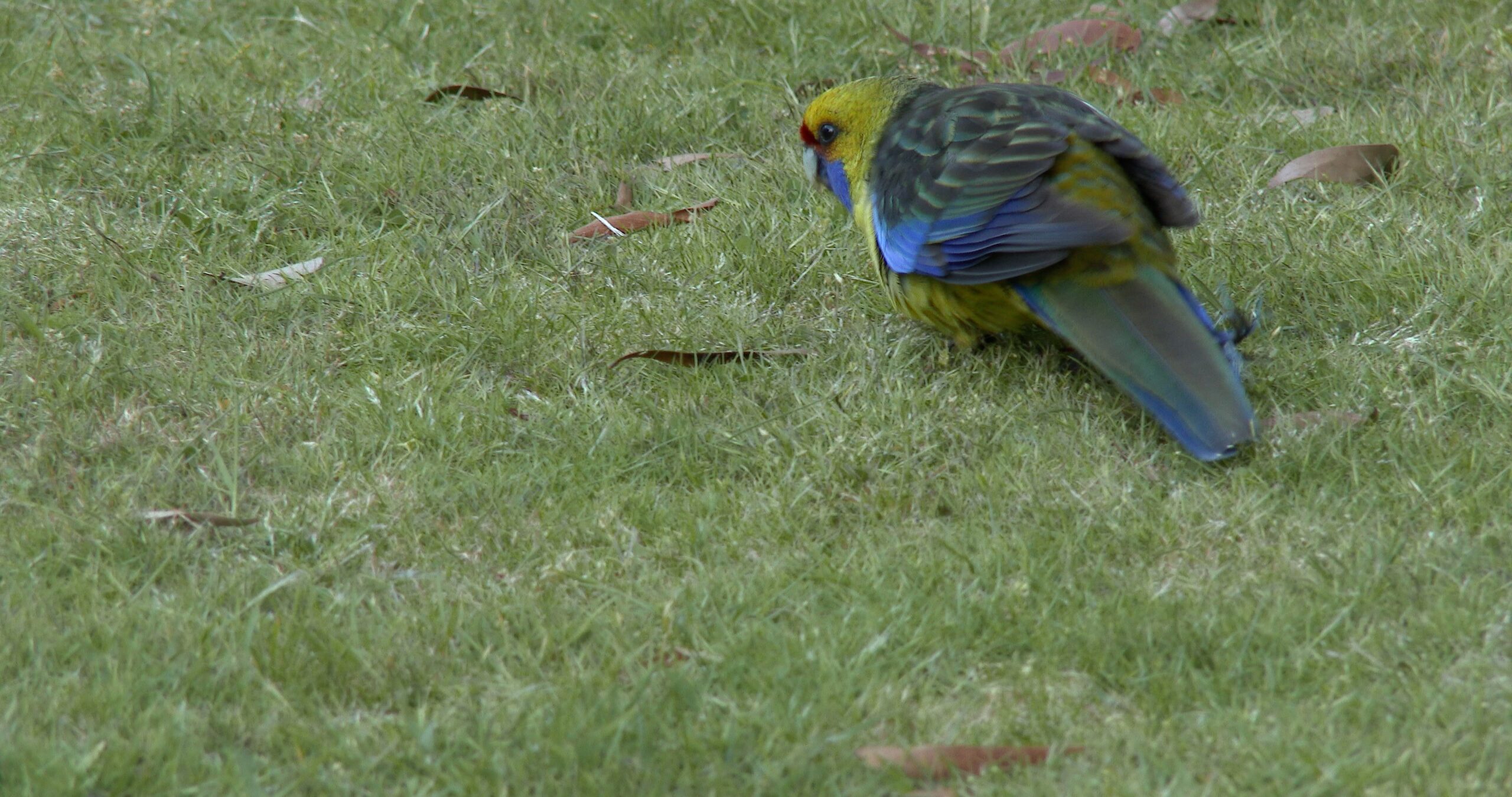 Green Rosella feeding, Platycercus caledonicus 4K UltraHD, UP45013