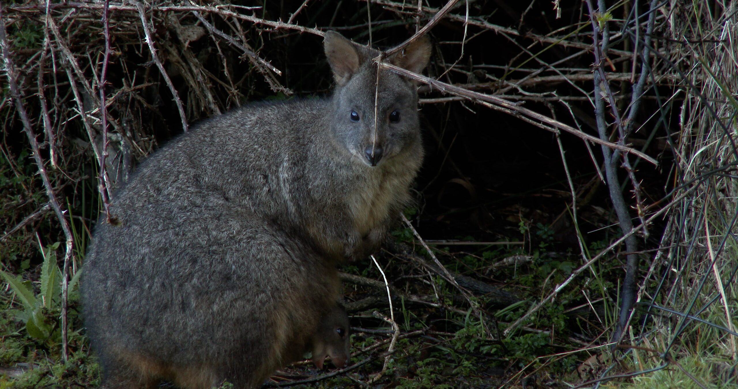 Female adult Red-bellied Pademelon looking around, Thylogale billardierii 4K UltraHD, UP45015