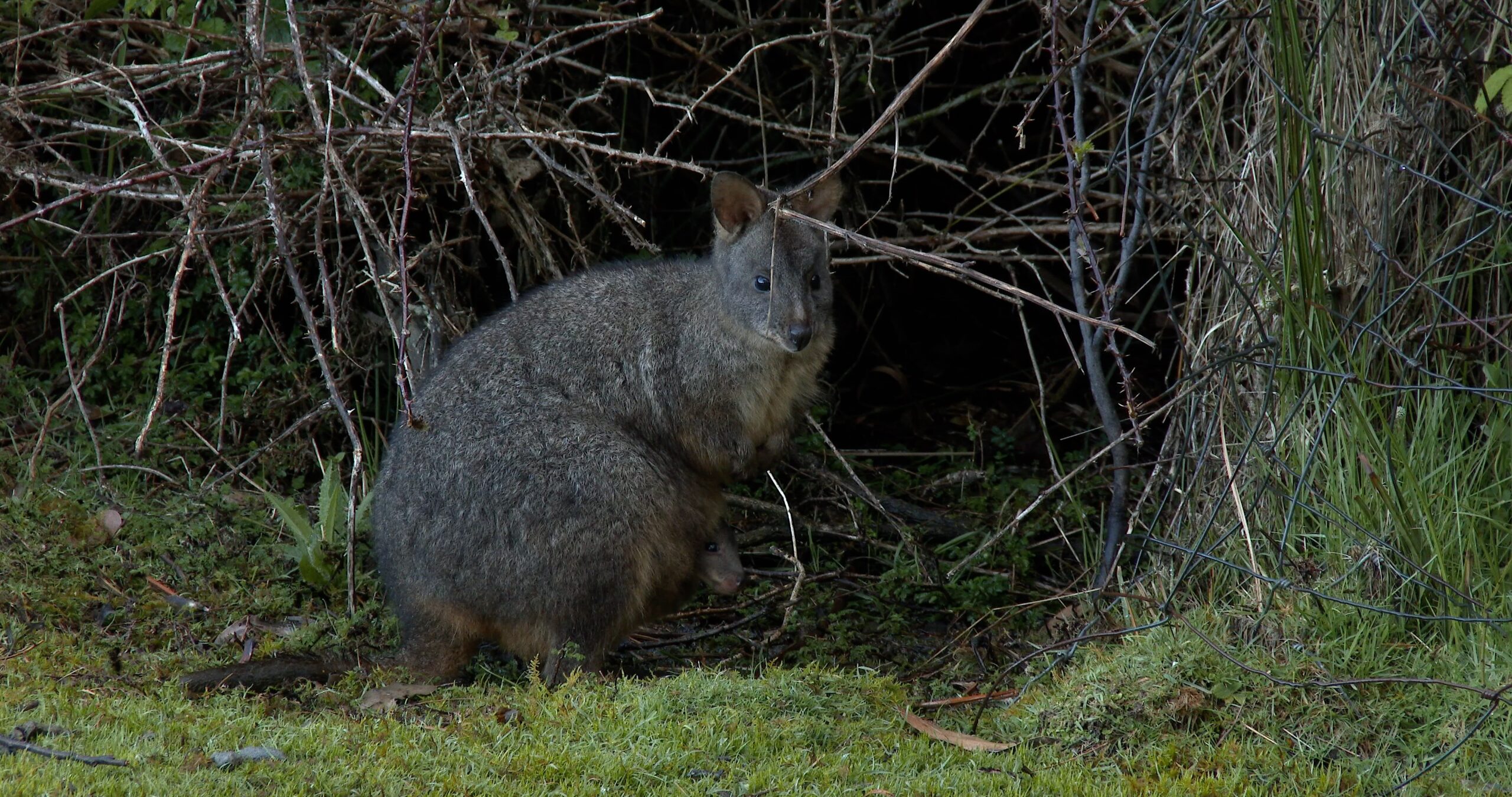 Female adult Red-bellied Pademelon looking around, Thylogale billardierii 4K UltraHD, UP45016