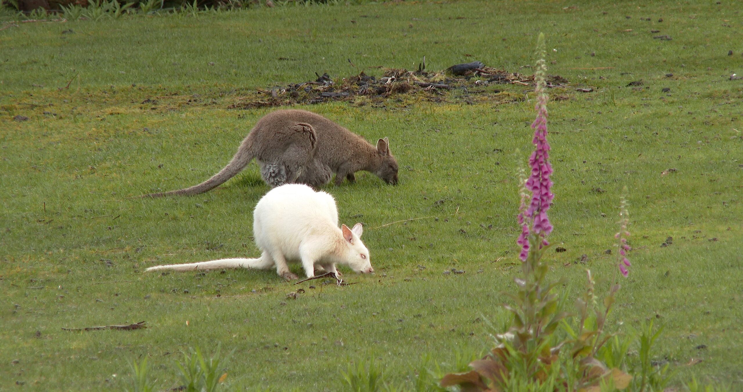 Bennett’s wallaby feeding, Macropus rufogriseus 4K UltraHD, UP45020