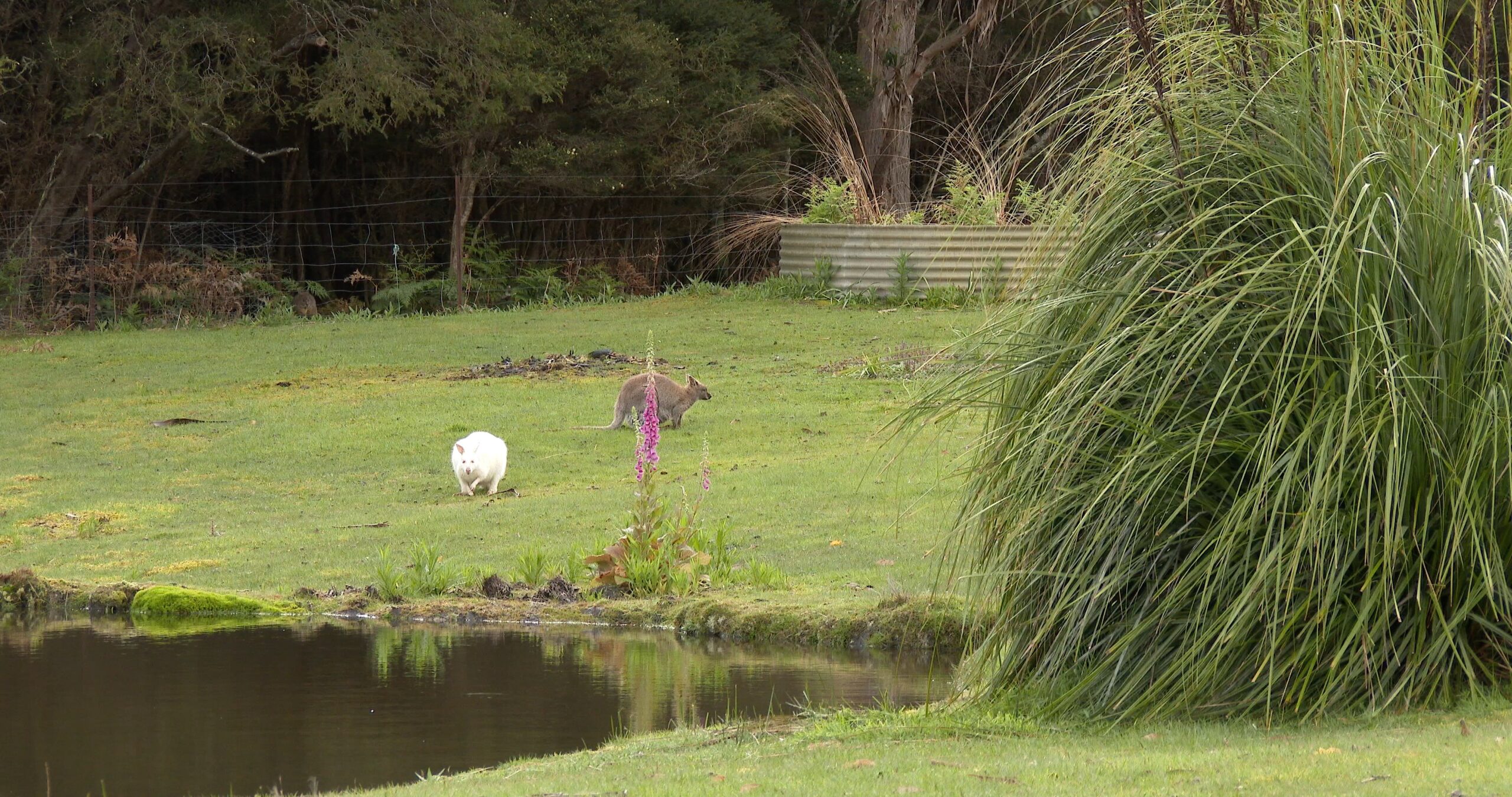 Bennett’s wallaby feeding, Macropus rufogriseus 4K UltraHD, UP45021