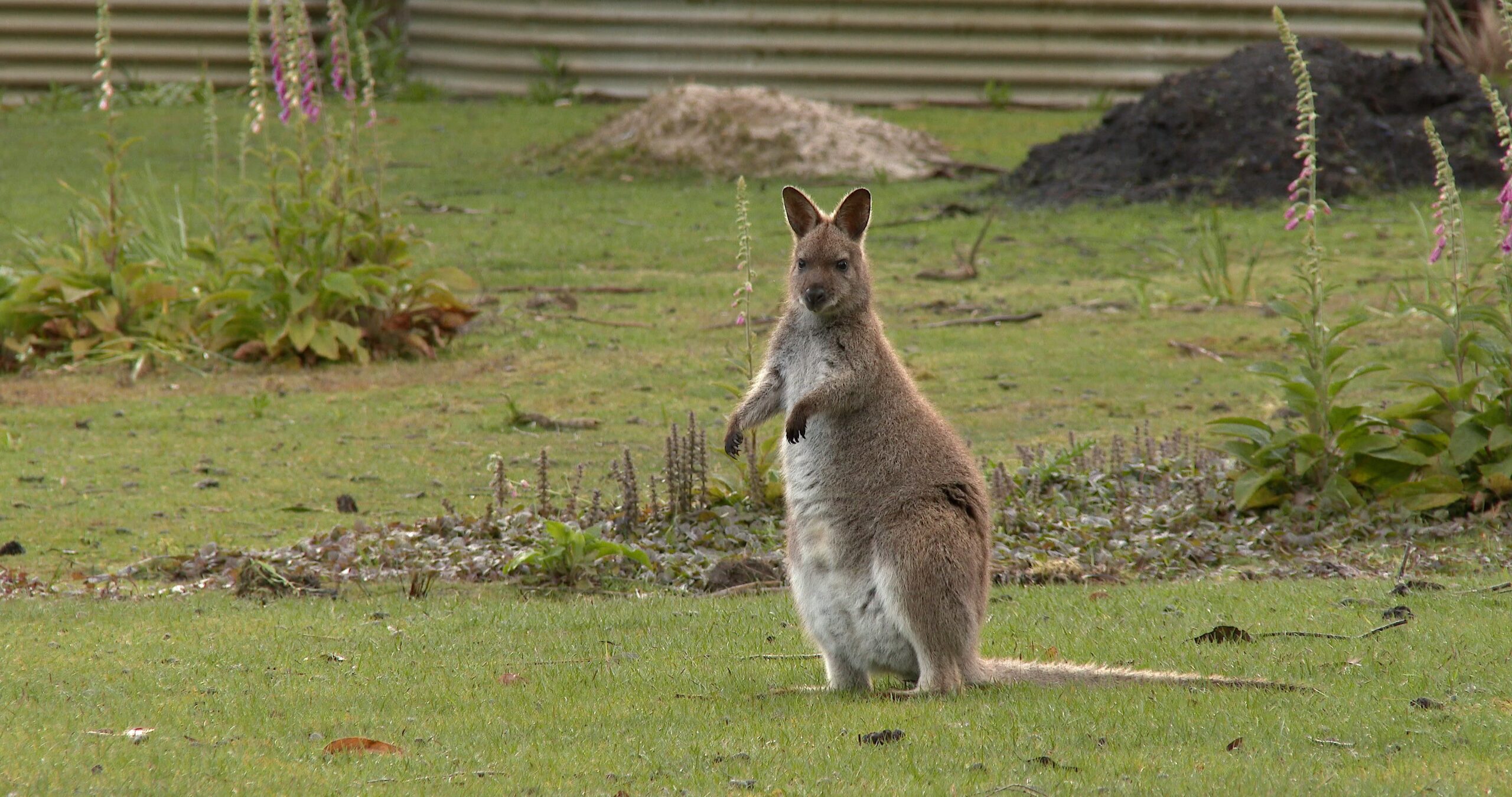 Female adult Bennett’s wallaby looking around, Macropus rufogriseus 4K UltraHD, UP45023