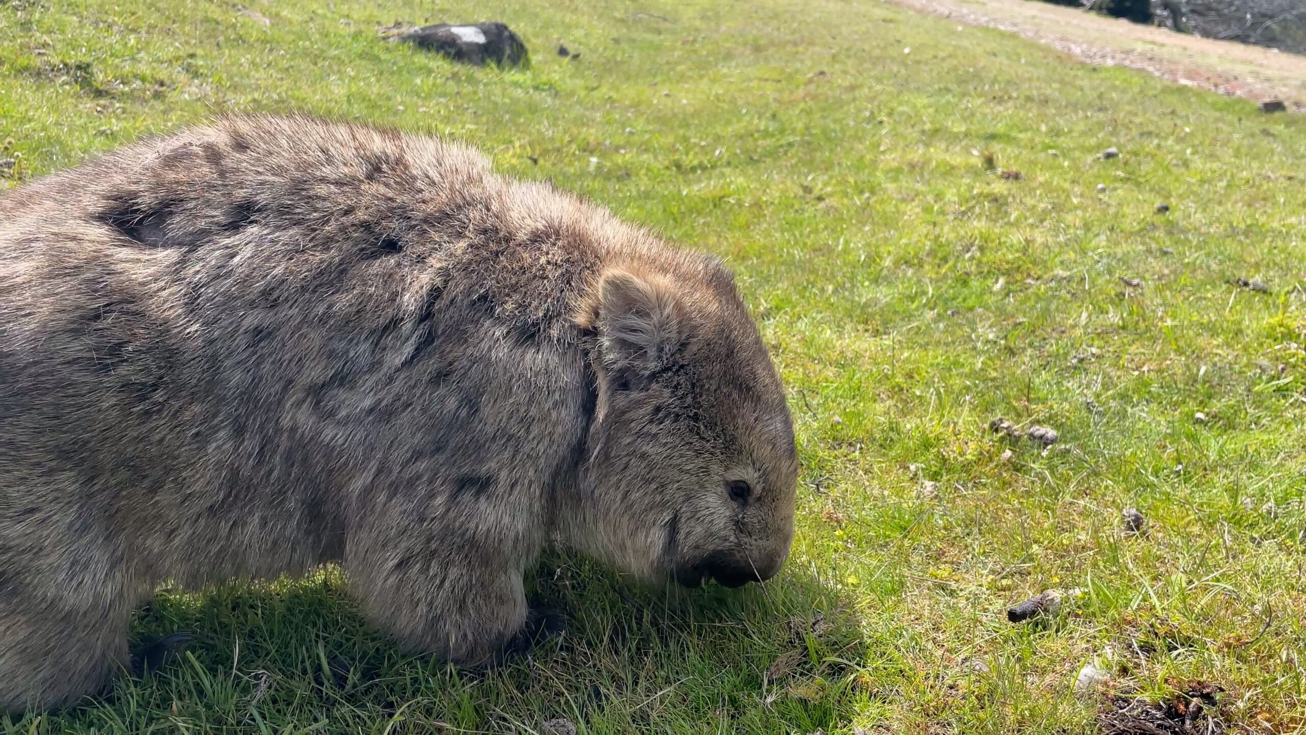 Common wombat walking, Vombatus ursinus 4K UltraHD, UP45034