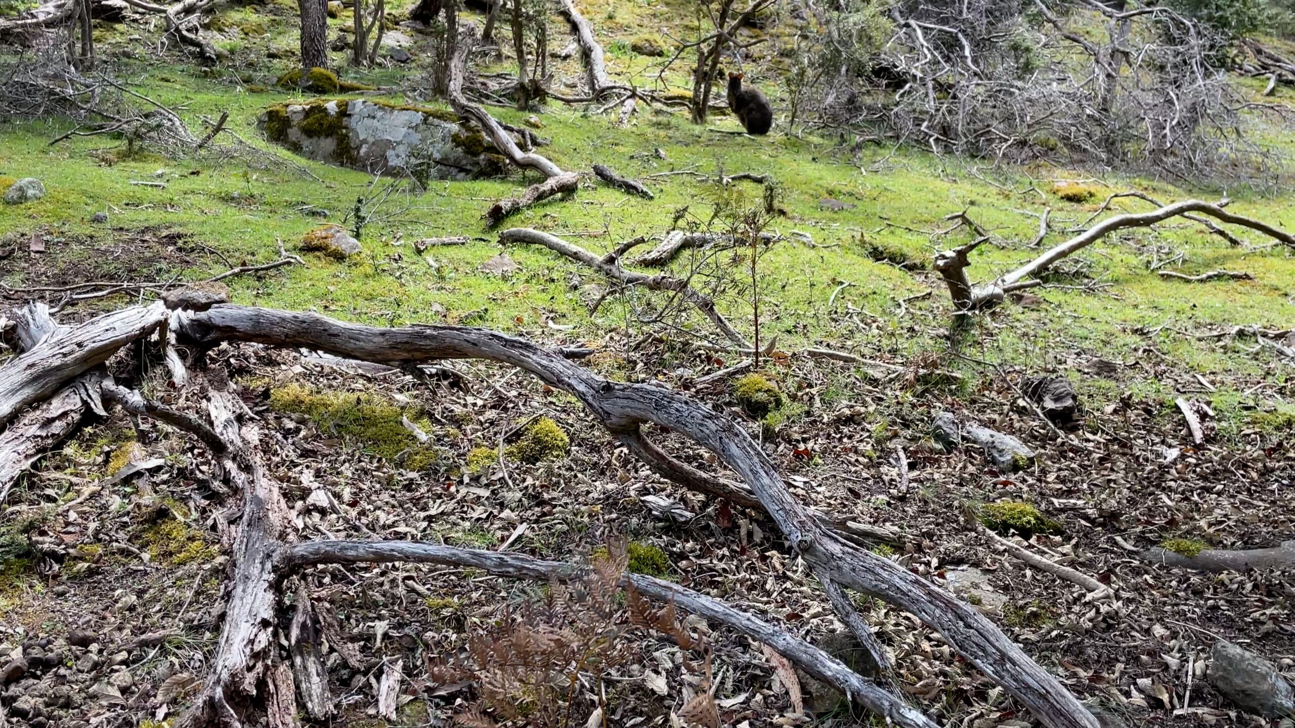 Red-bellied Pademelon looking around, Thylogale billardierii 4K UltraHD, UP45038