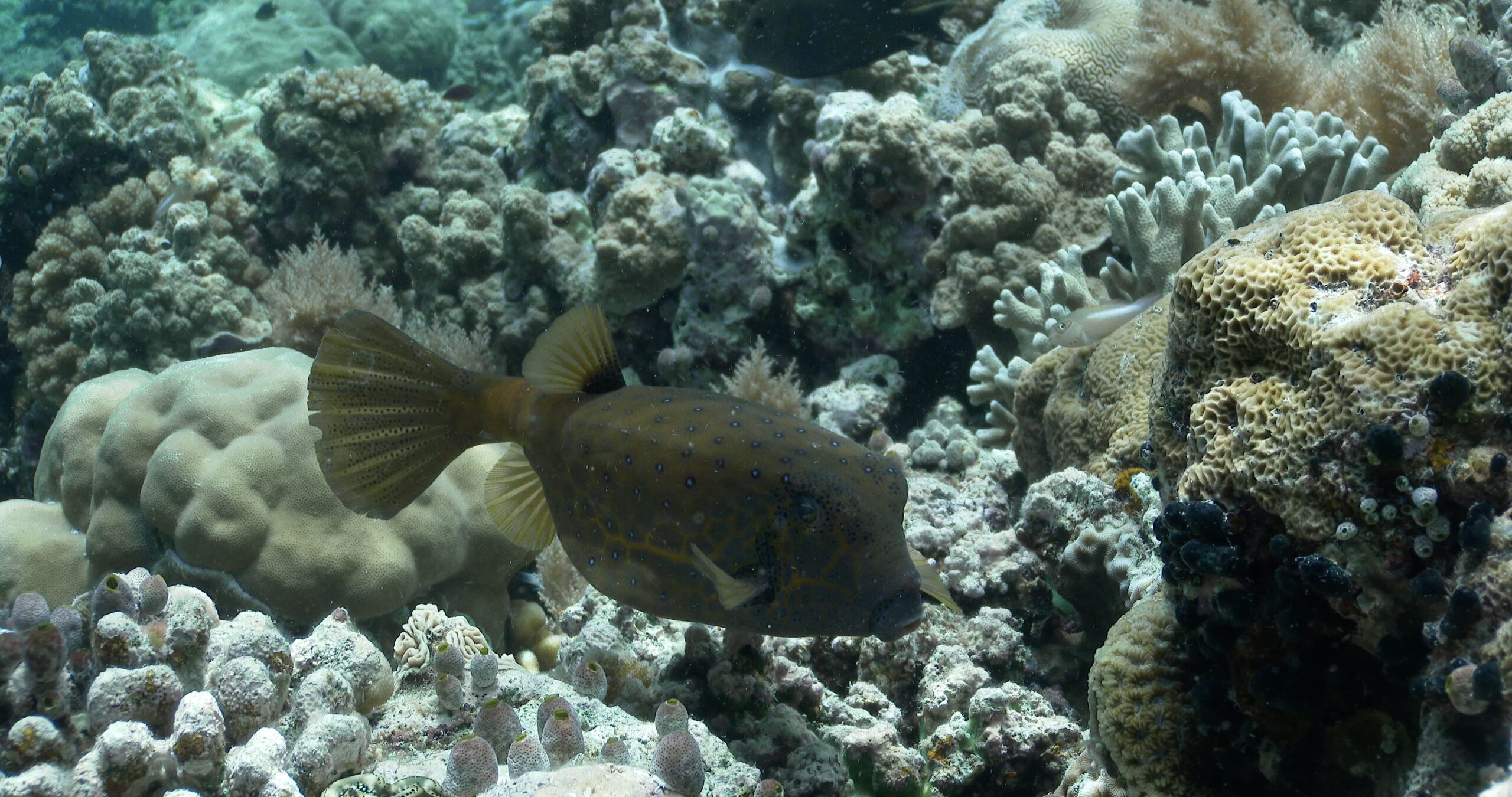 Yellow boxfish swimming on shallow coral reef, Ostracion cubicus 4K UltraHD, UP45532