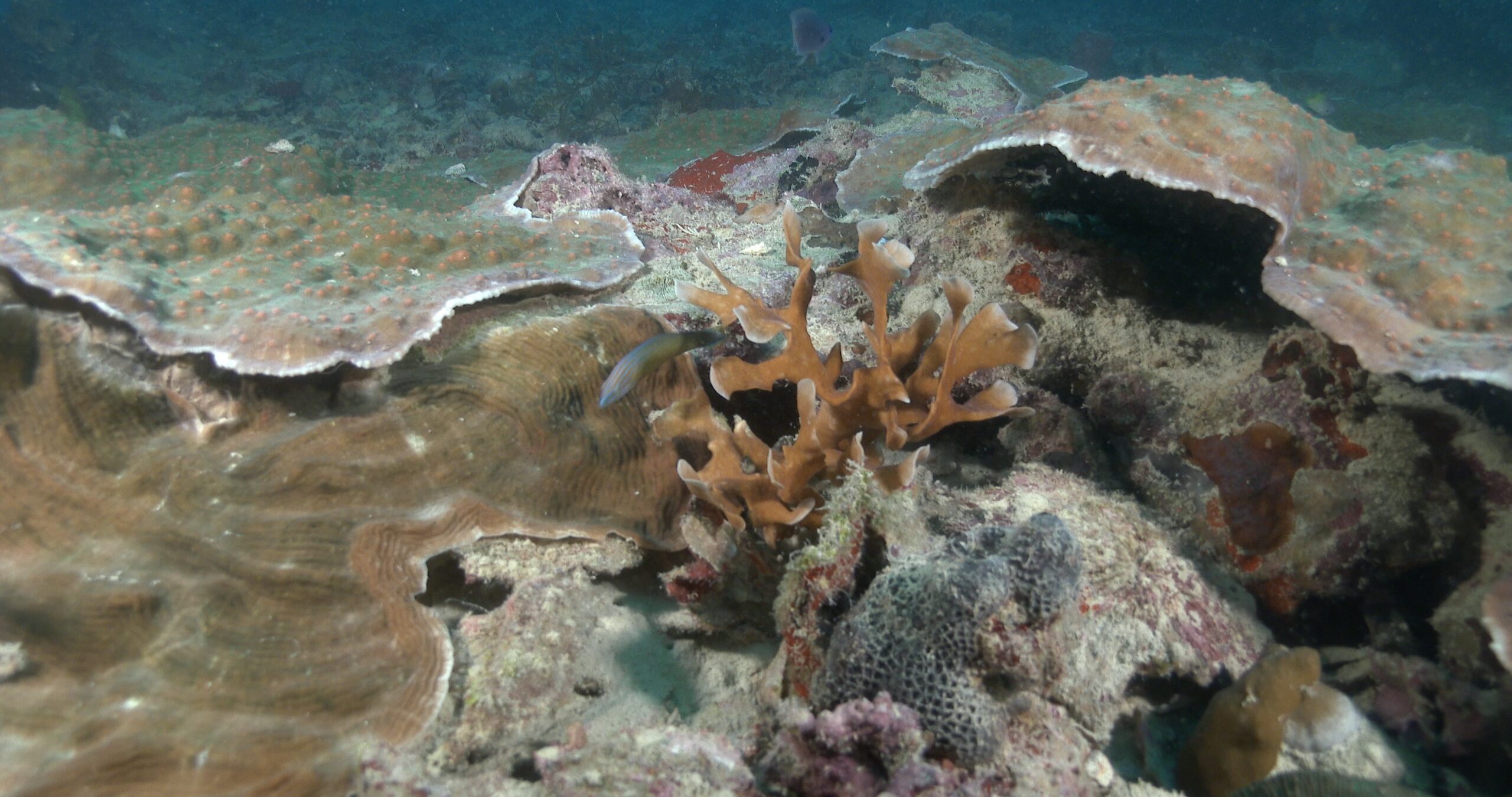 Chain-lined wrasse swimming on silty World War II wreck, Halichoeres leucurus 4K UltraHD, UP45891