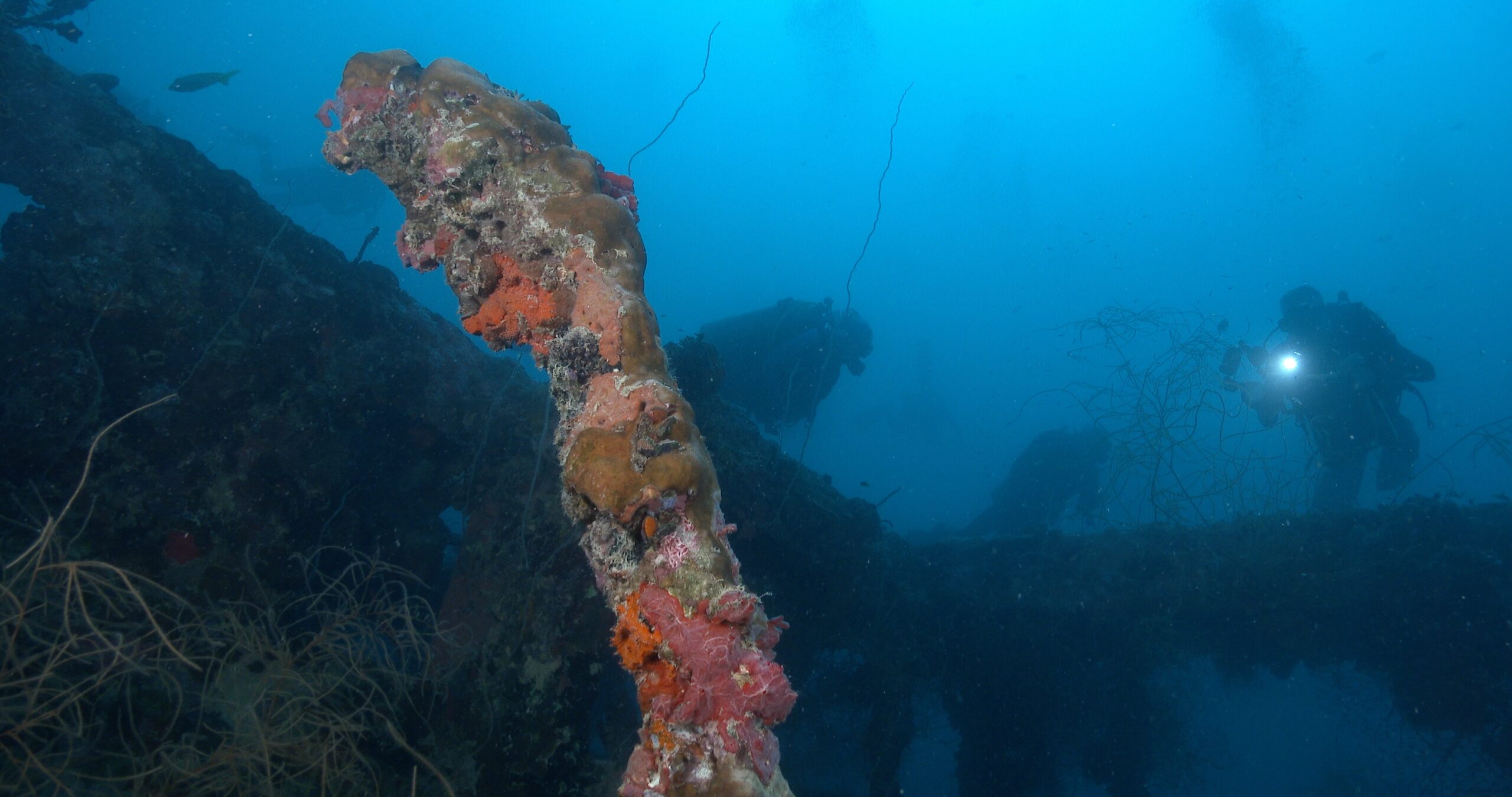 Ocean scenery colourful beam covered in sponges and corals, on silty World War II wreck, 4K UltraHD, UP45893