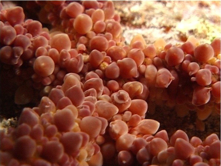 Stock footage of Warty sea star, Echinaster callosus video 8048.