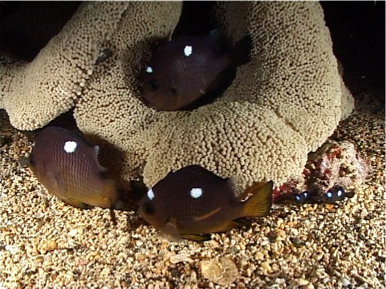 Adults and juveniles Threespot damsel sleeping and schooling at night, Dascyllus trimaculatus, UP8327
