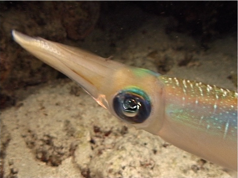 Reef squid hovering at night, Sepioteuthis lessoniana, UP9514